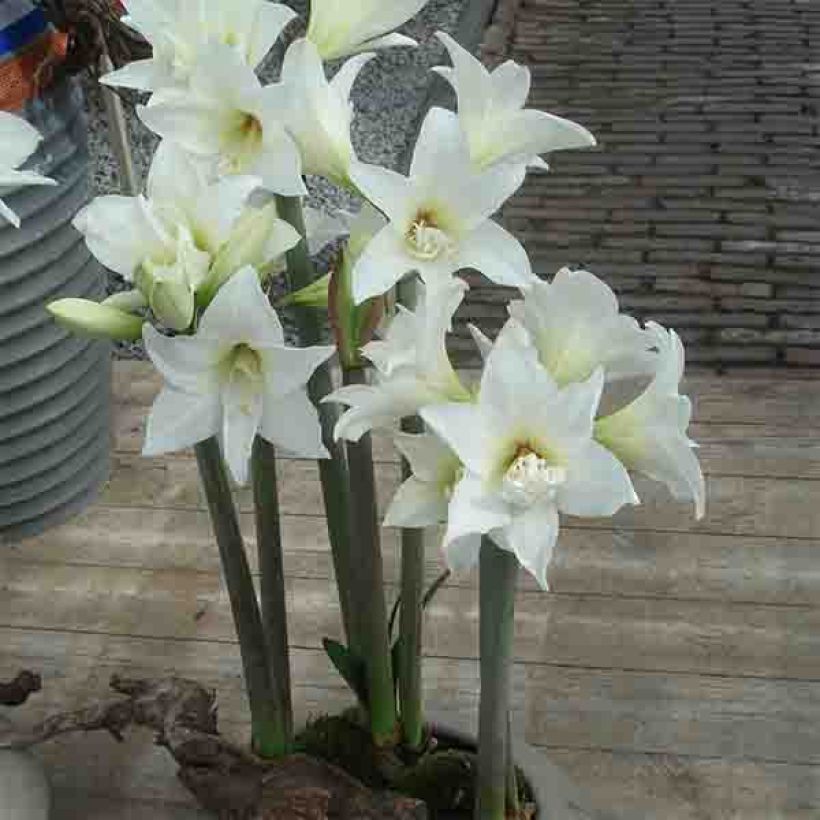 Amaryllis Jewel - Hippeastrum (Groeiplaats)