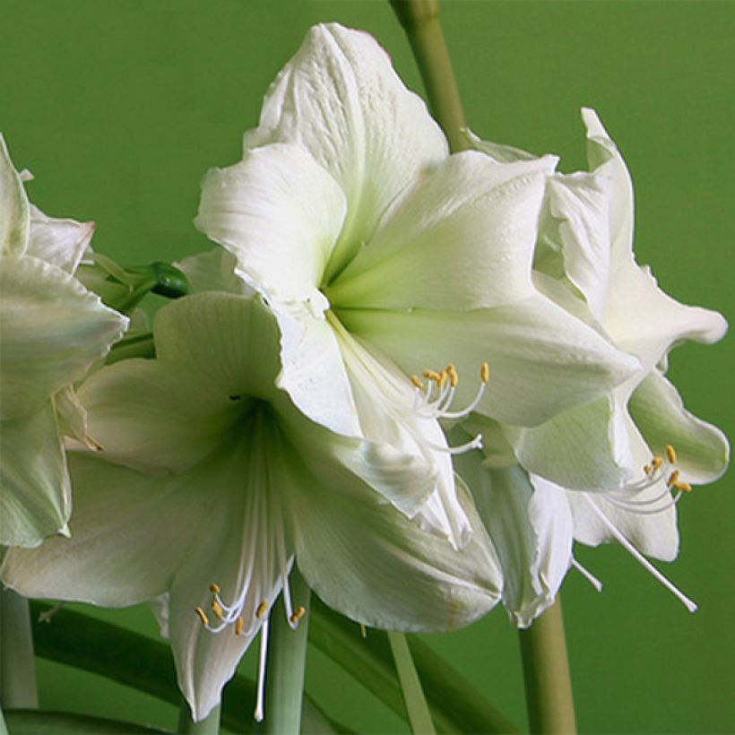 Amaryllis Luna - Hippeastrum (Bloei)