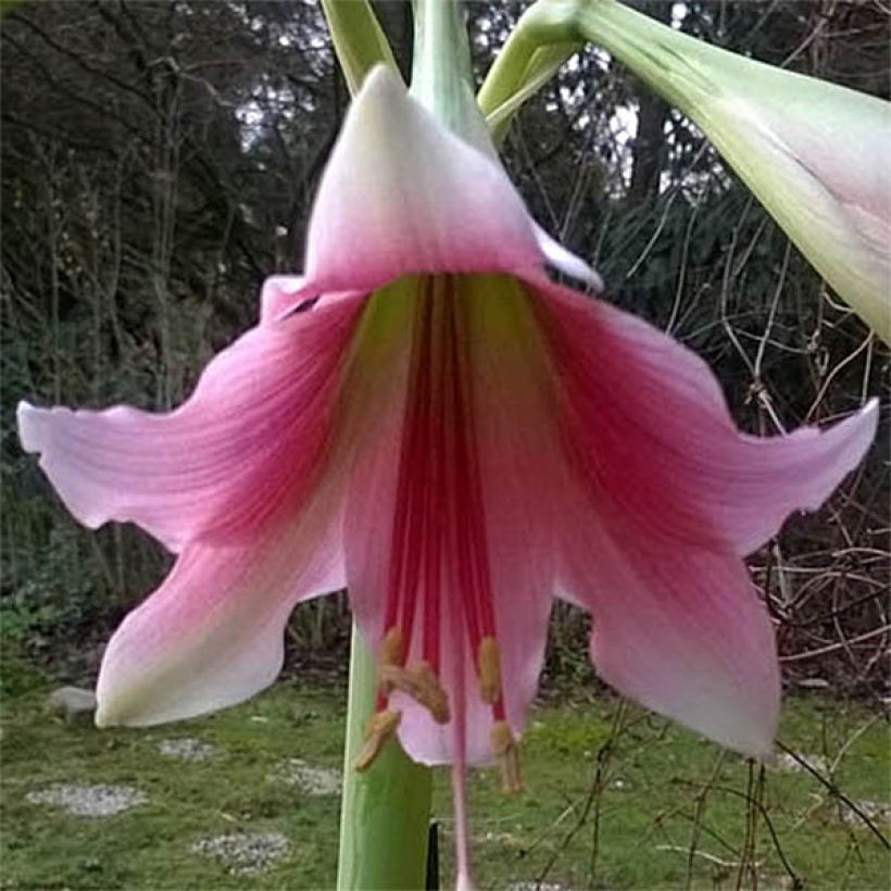 Amaryllis Misty - Hippeastrum (Flowering)