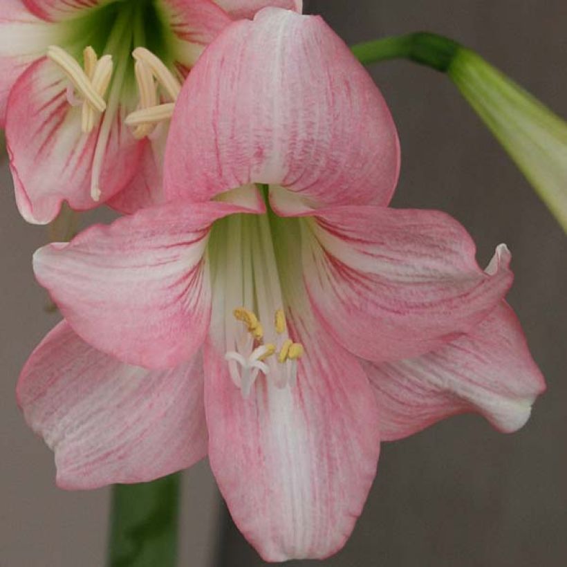 Amaryllis Pink Rascal - Hippeastrum (Flowering)