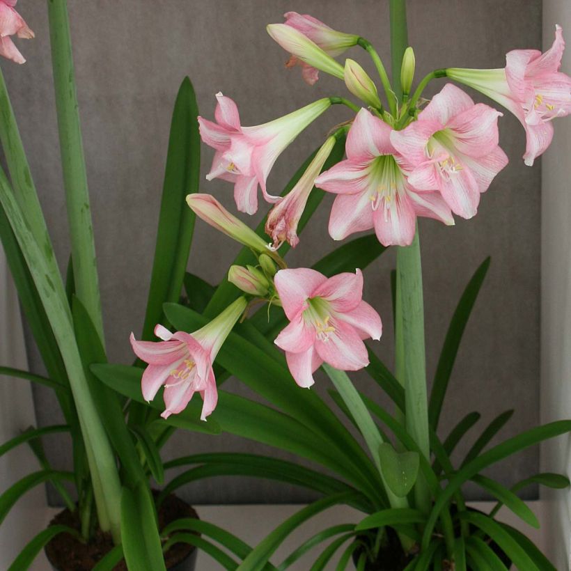 Amaryllis Pink Rascal - Hippeastrum (Plant habit)
