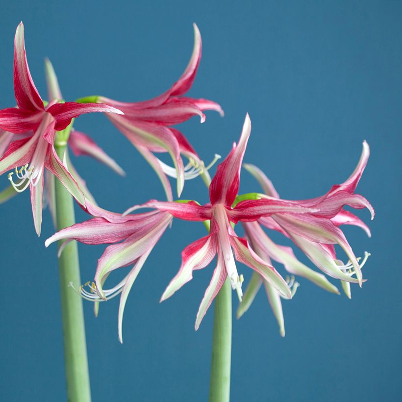 Amaryllis Quito - Hippeastrum Cybister (Bloei)