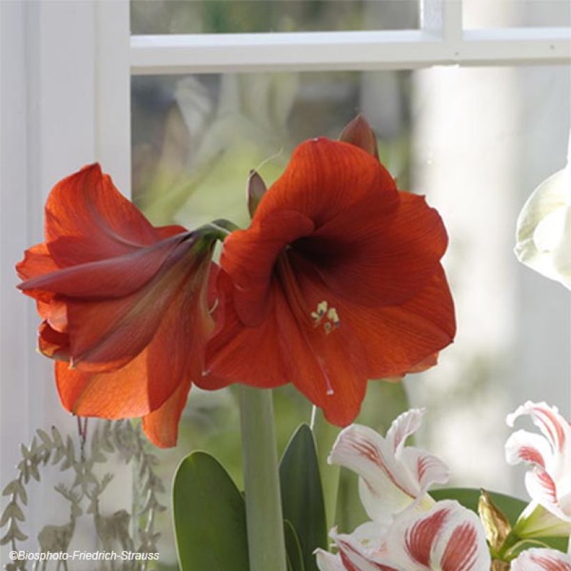 Amaryllis Rood Lion - Hippeastrum (Bloei)