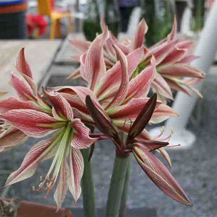 Amaryllis Rio Negro - Hippeastrum (Bloei)