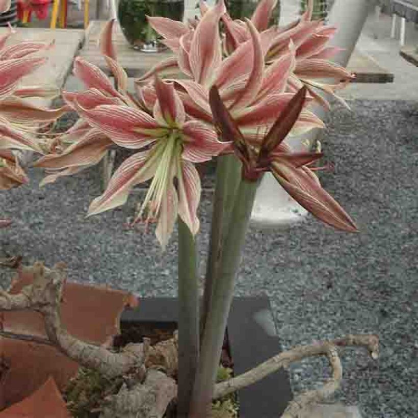 Amaryllis Rio Negro - Hippeastrum (Groeiplaats)