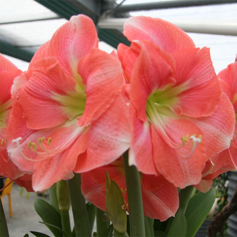 Amaryllis Rosalie - Hippeastrum (Bloei)