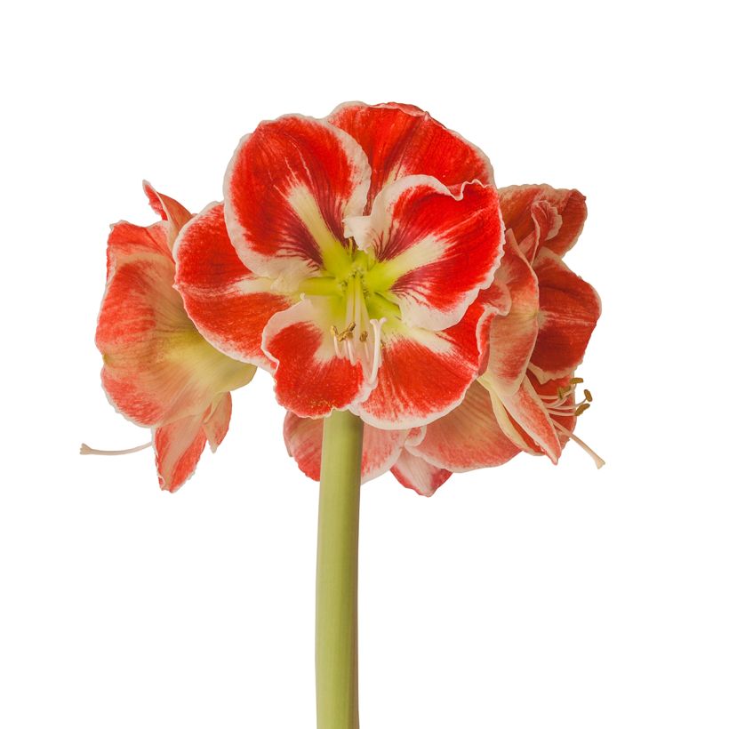 Amaryllis Samba - Hippeastrum (Bloei)