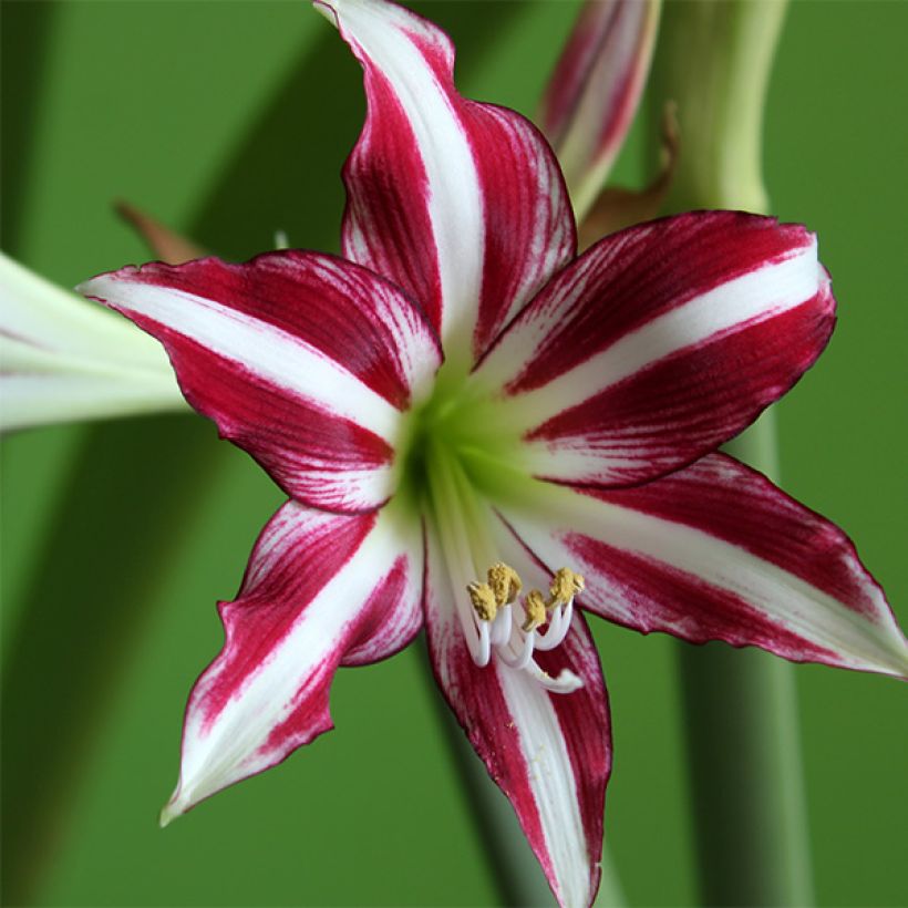 Amaryllis Santiago - Hippeastrum (Bloei)