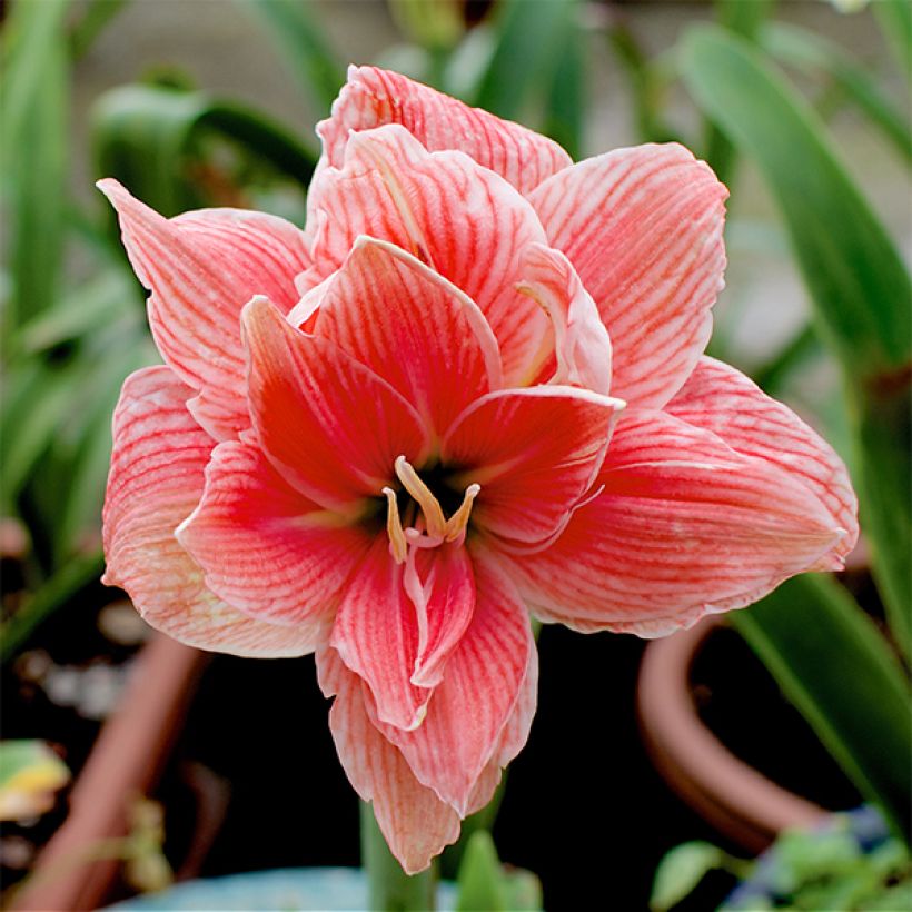 Amaryllis Sweet Nymph - Hippeastrum (Bloei)