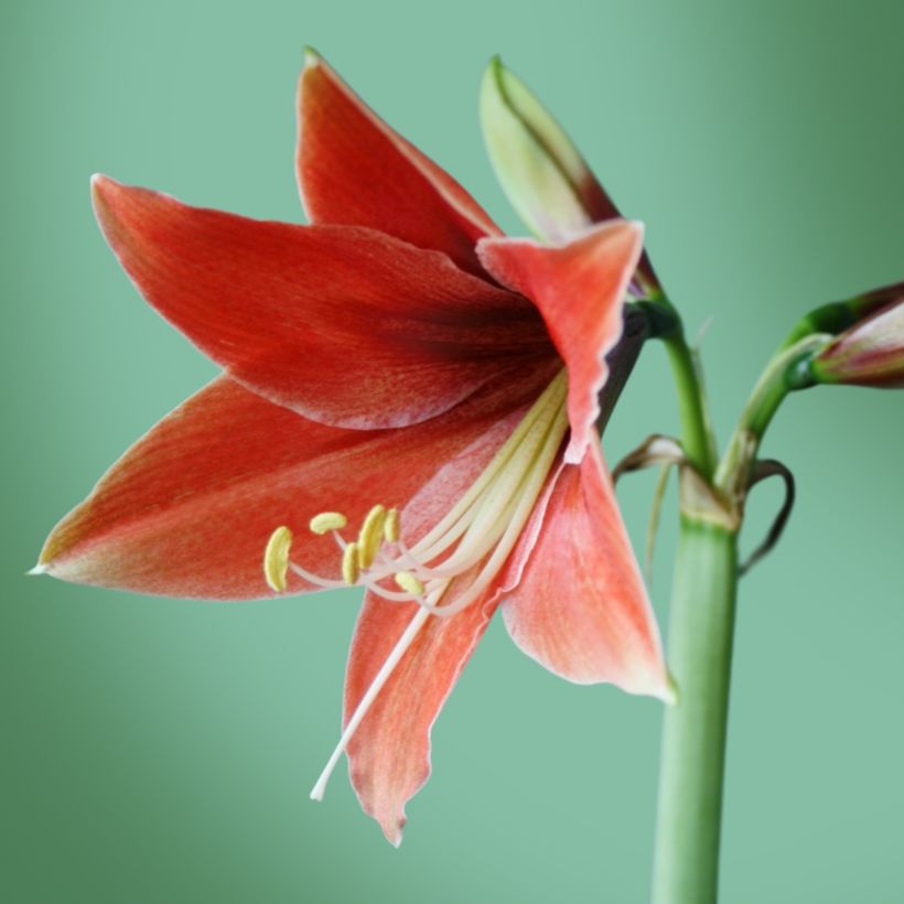Amaryllis Tierra - Hippeastrum (Bloei)