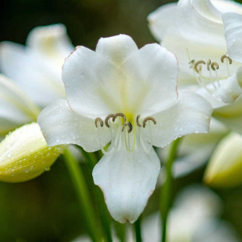 Amaryllis belladonna Alba - Belladonnalelie (Bloei)