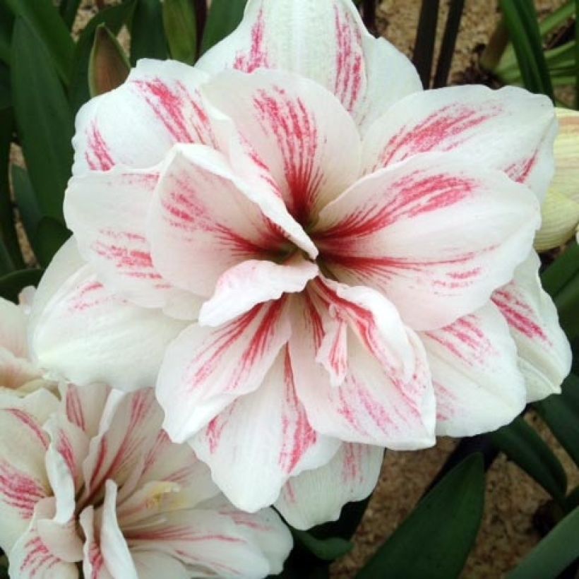 Amaryllis Aquaro - Hippeastrum (Bloei)