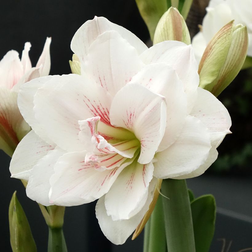 Amaryllis Aquaro - Hippeastrum (Bloei)