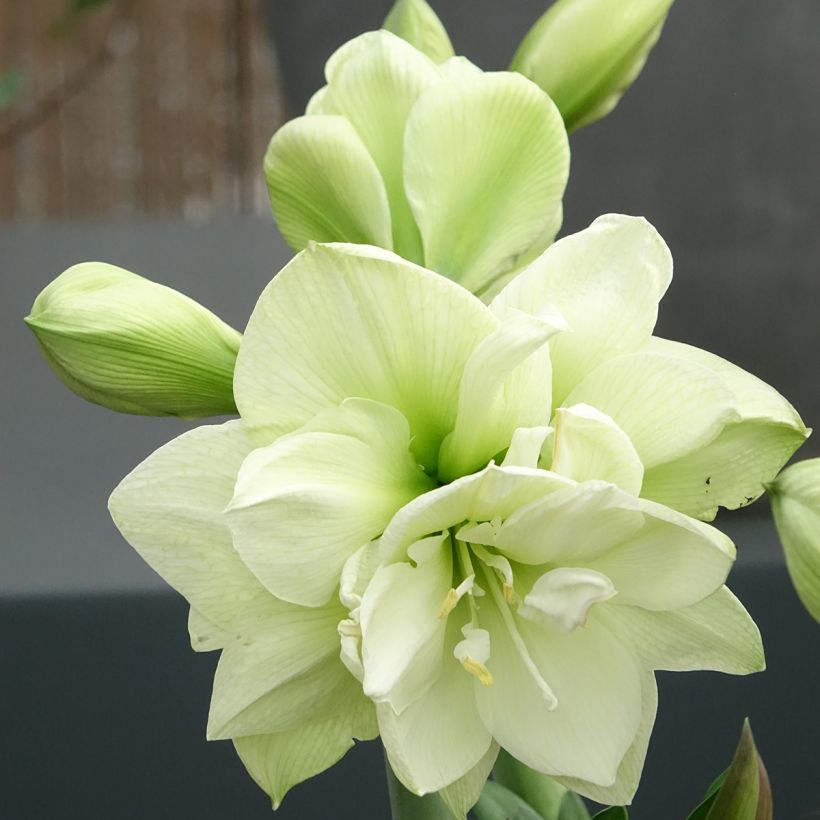 Amaryllis Marilyn - Hippeastrum (Bloei)