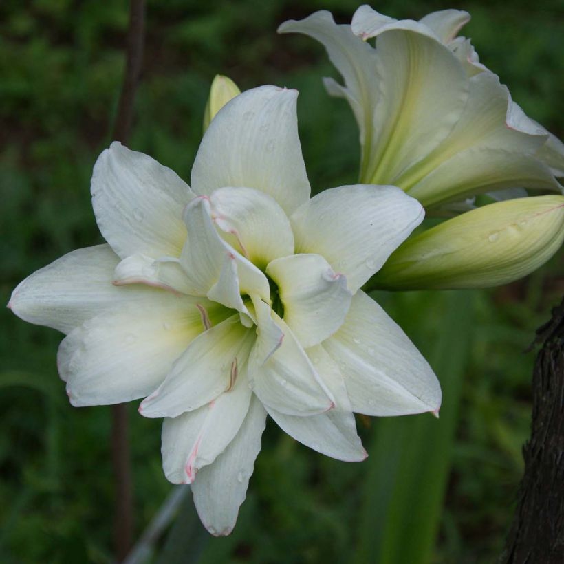 Hippeastrum sonatini Alasca - Ridderster (Bloei)