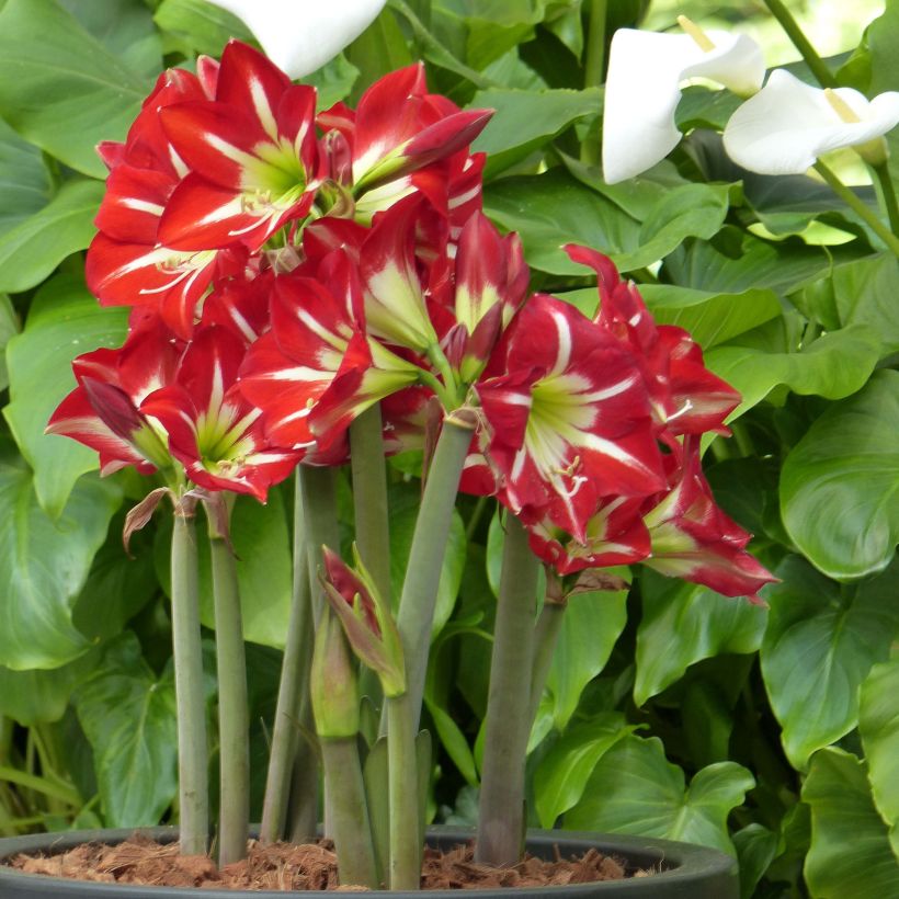 Amaryllis Balentino - Hippeastrum (Plant habit)