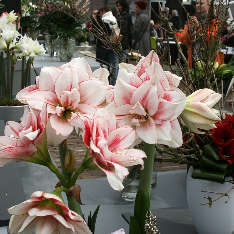 Amaryllis Elvas - Hippeastrum (Groeiplaats)