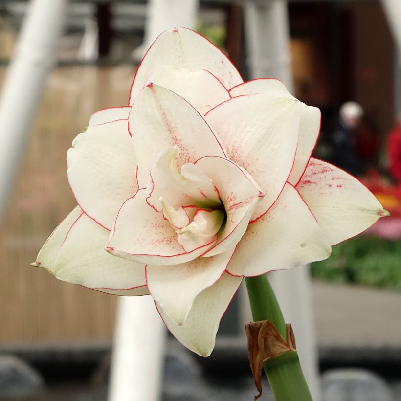 Amaryllis Elvas - Hippeastrum (Bloei)