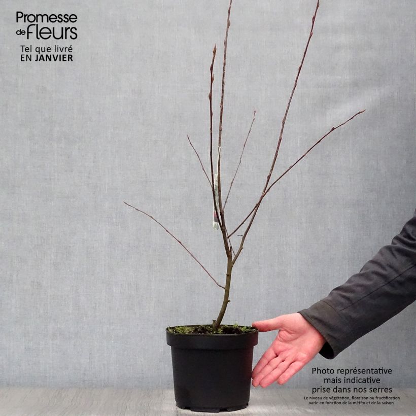 Example of Amelanchier Ballerina - Krentenboompje Pot van 3 l/4 l as you get in hiver