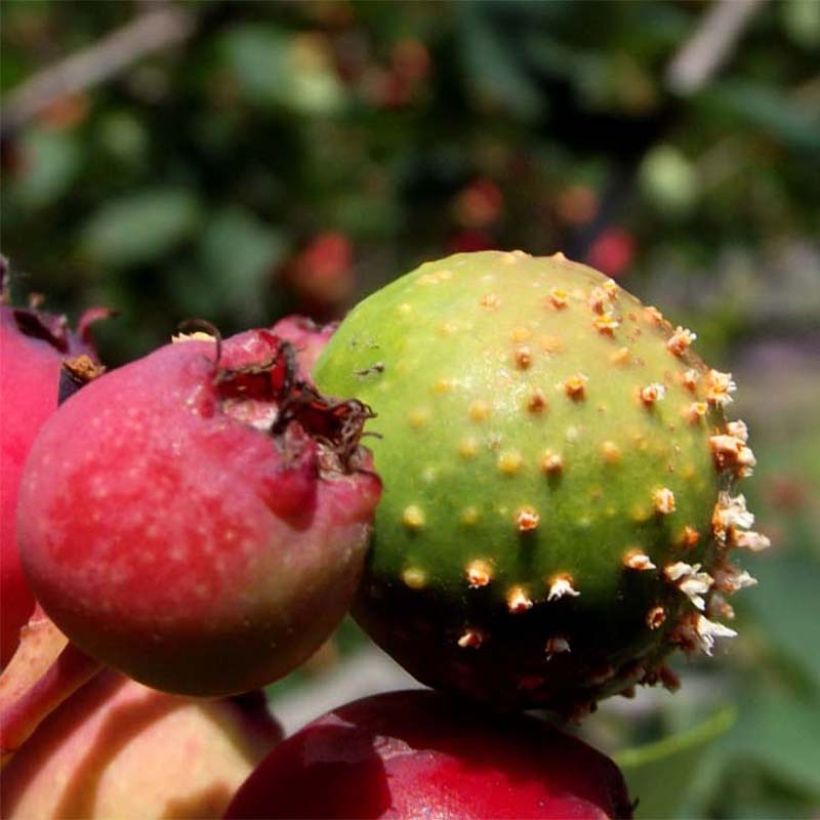 Amelanchier alnifolia Thiessen - Krentenboompje (Harvest)