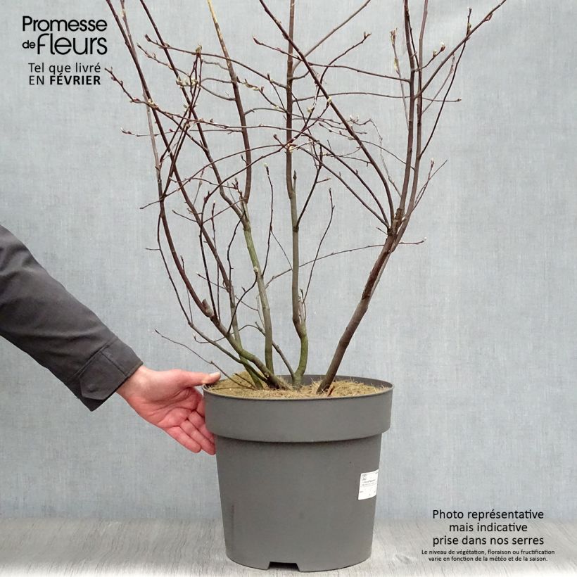 Exemplaar van Krentenboompje Saskatoon Berry Pot van 12 l/15 l zoals geleverd in de winter