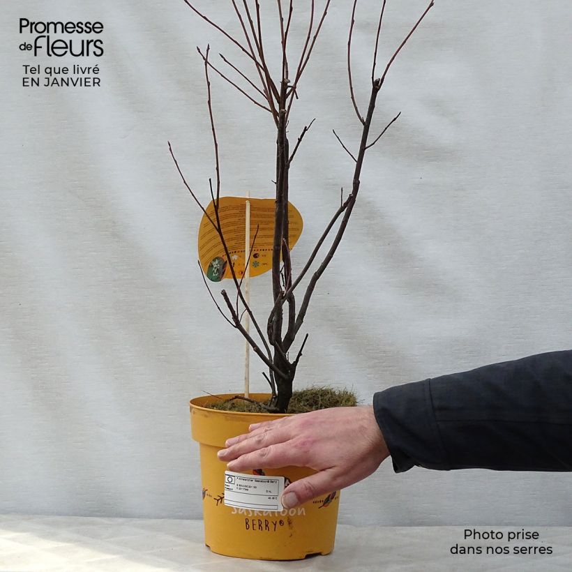 Exemplaar van Krentenboompje Saskatoon Berry Pot van 4 l/5 l zoals geleverd in de winter
