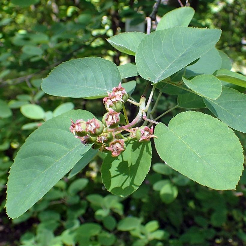 Amelanchier canadensis - Canadees krentenboompje (Foliage)
