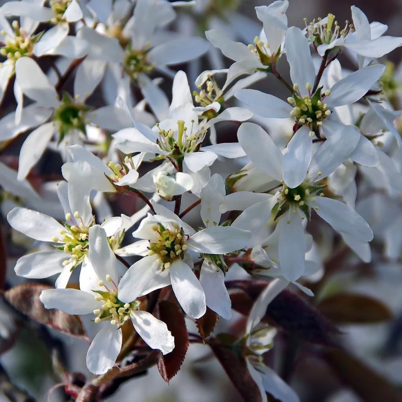 Amelanchier canadensis - Canadees krentenboompje (Flowering)