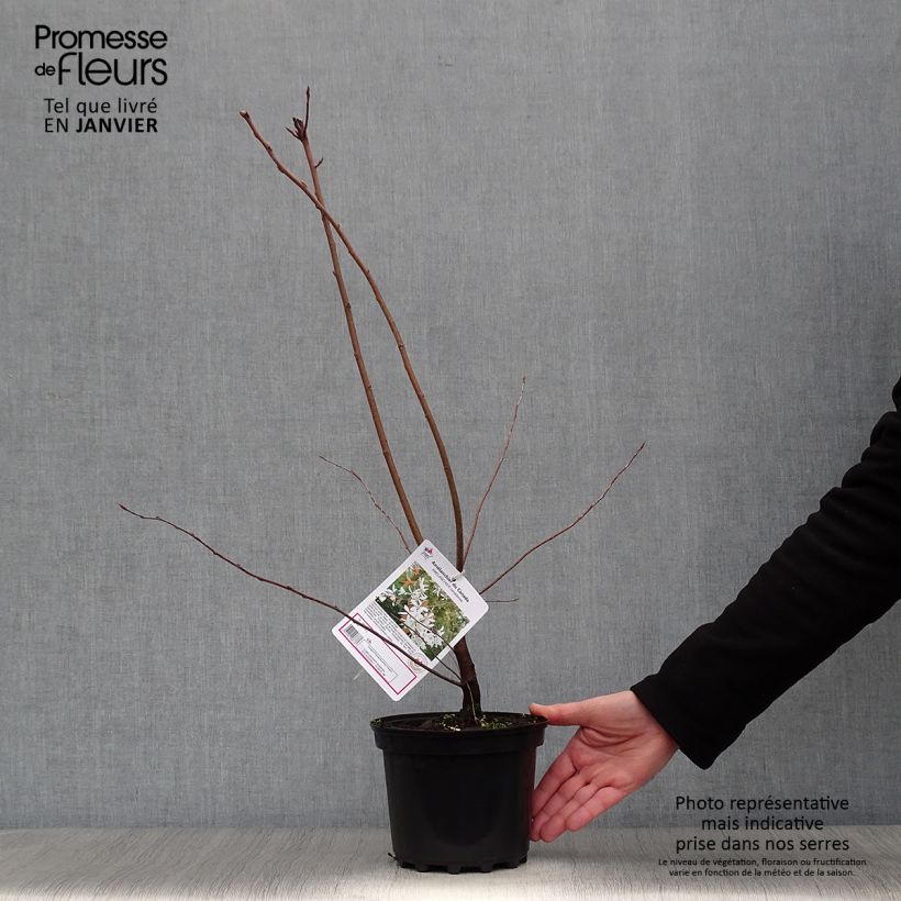 Example of Amelanchier canadensis - Canadees krentenboompje Pot van 2 l/3 l as you get in hiver