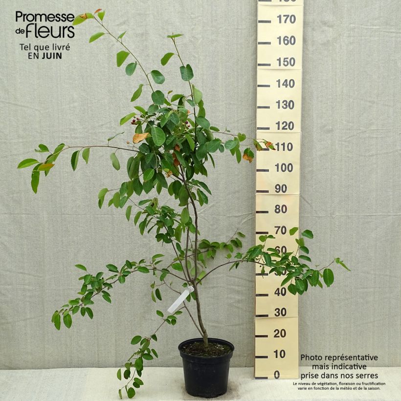 Example of Amelanchier canadensis - Canadees krentenboompje Pot van 7,5 l/10 l as you get in printemps