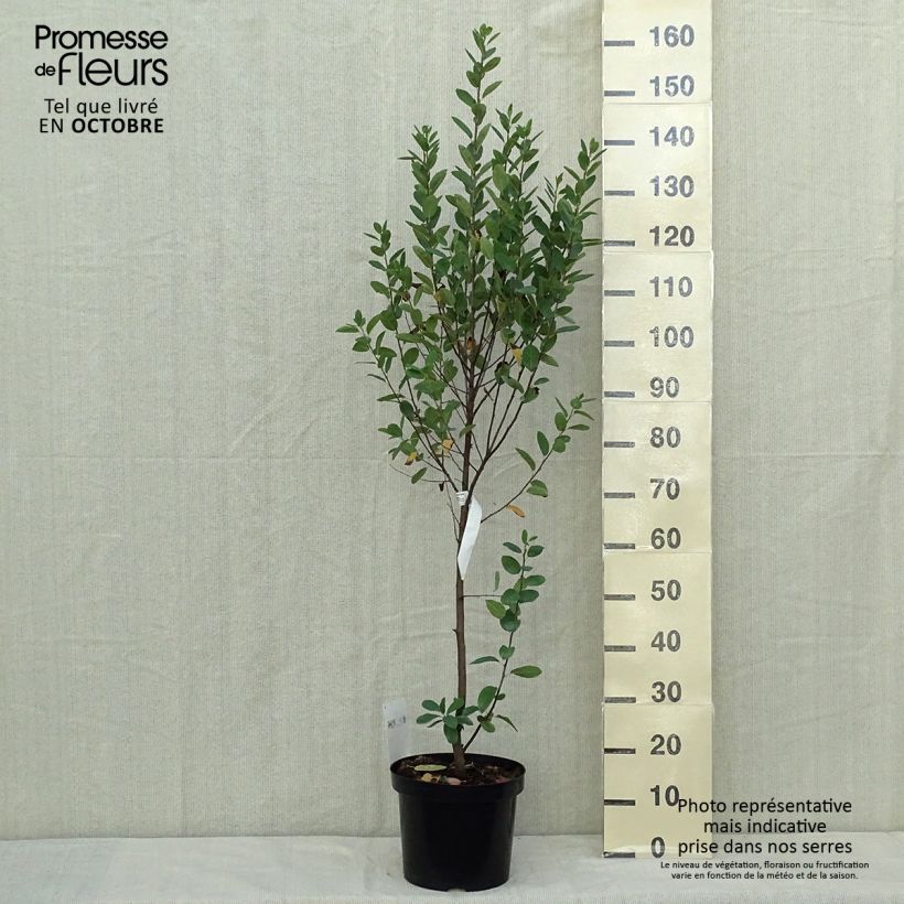 Exemplaar van Amelanchier Rainbow Pillar - Canadees krentenboompje Pot van 4 l/5 l zoals geleverd in de herfst