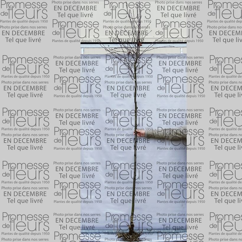 Example of Amelanchier lamarckii - Amerikaans krentenboompje Naakte wortel as you get