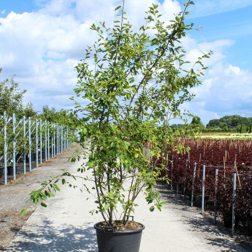 Example of Amelanchier lamarckii - Amerikaans krentenboompje Pot van 70 l/75 l as you get in printemps