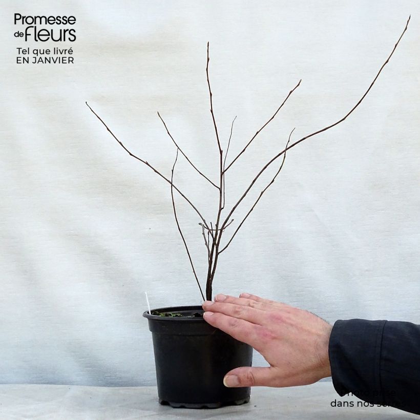 Example of Amelanchier lamarckii - Amerikaans krentenboompje Pot van 3 l/4 l as you get in hiver