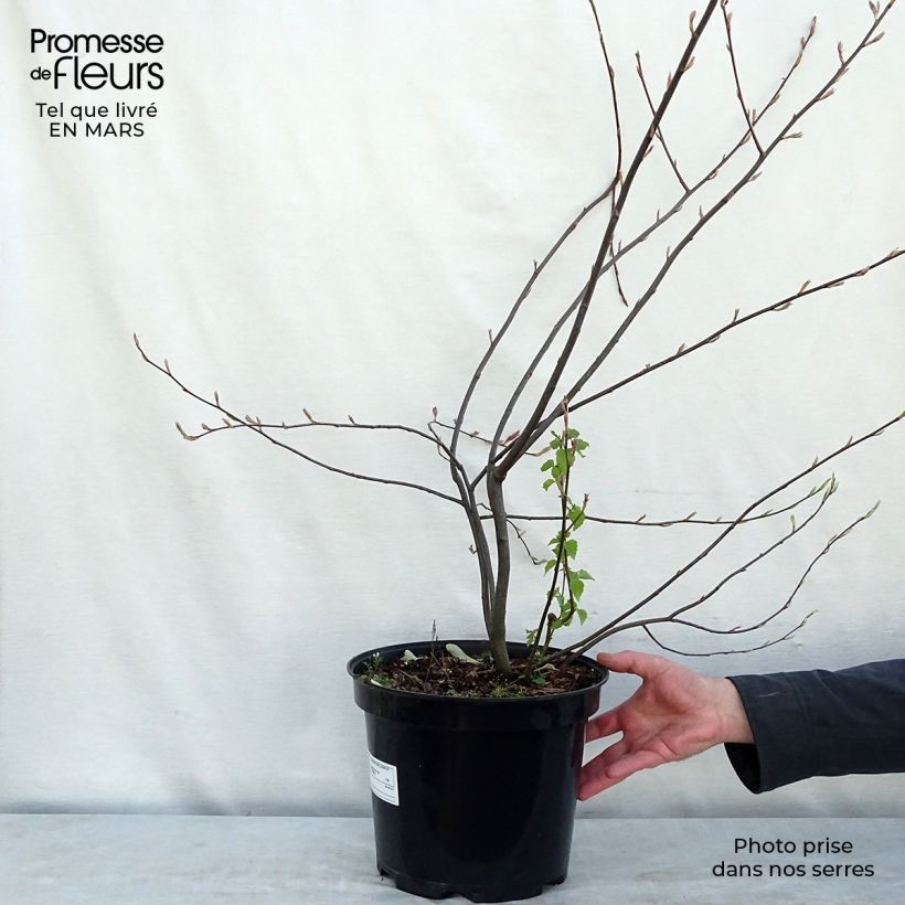 Exemplaar van Amelanchier lamarckii - Amerikaans krentenboompje Pot van 7,5 l/10 l zoals geleverd in de lente