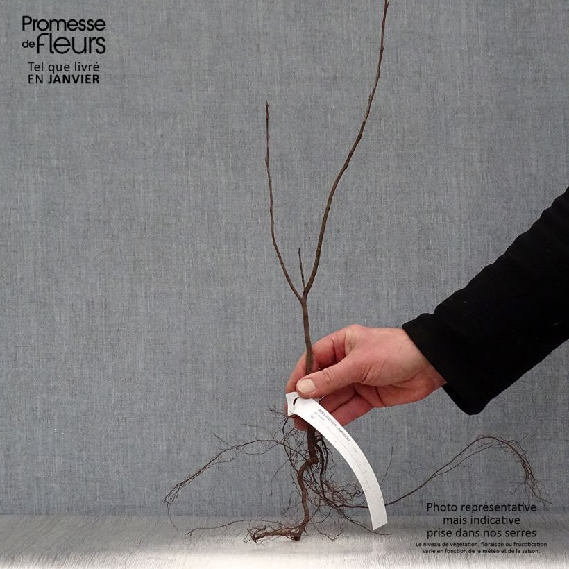 Example of Amelanchier lamarckii - Amerikaans krentenboompje Naakte wortel as you get in hiver