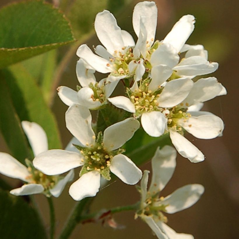 Amelanchier spicata - Krentenboompje (Flowering)