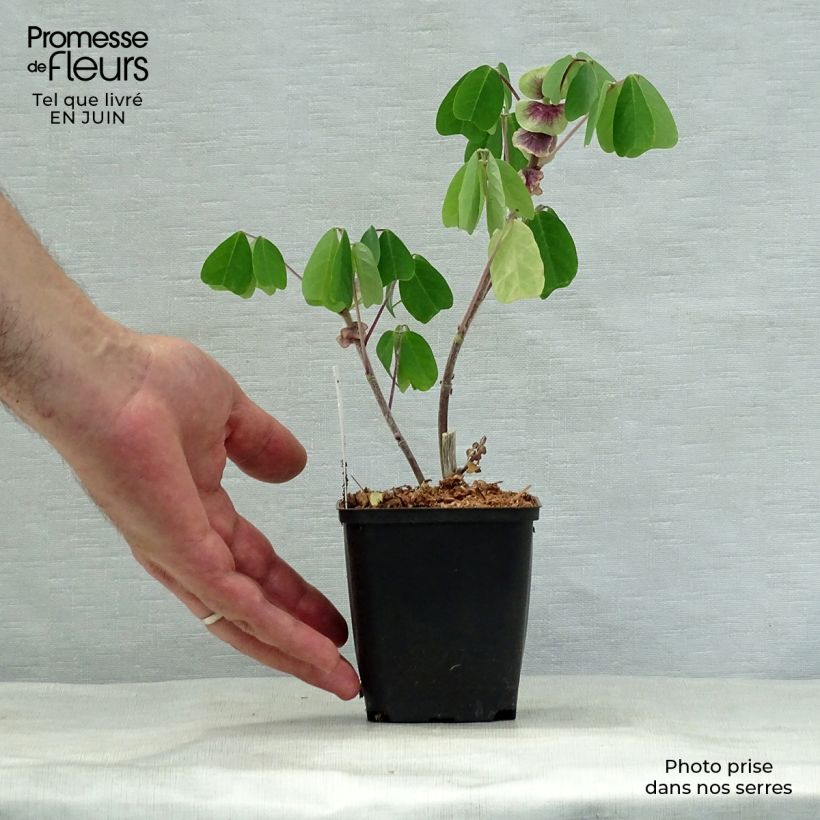 Exemplaar van Amicia - Amicia Kweekpotje van 8/9 cm zoals geleverd in de zomer