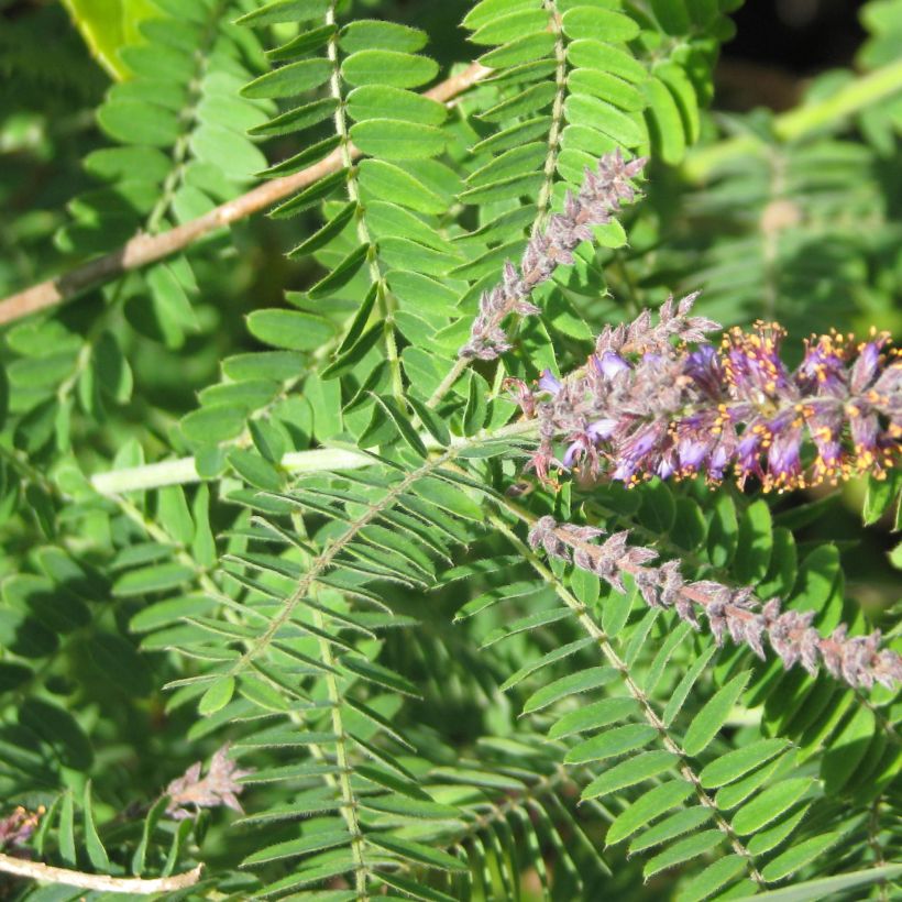 Amorpha canescens - Loodkruidstruik (Foliage)