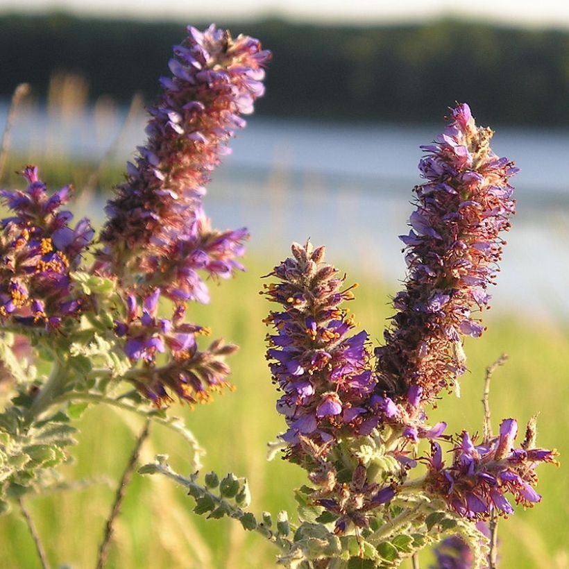 Amorpha canescens - Loodkruidstruik (Flowering)