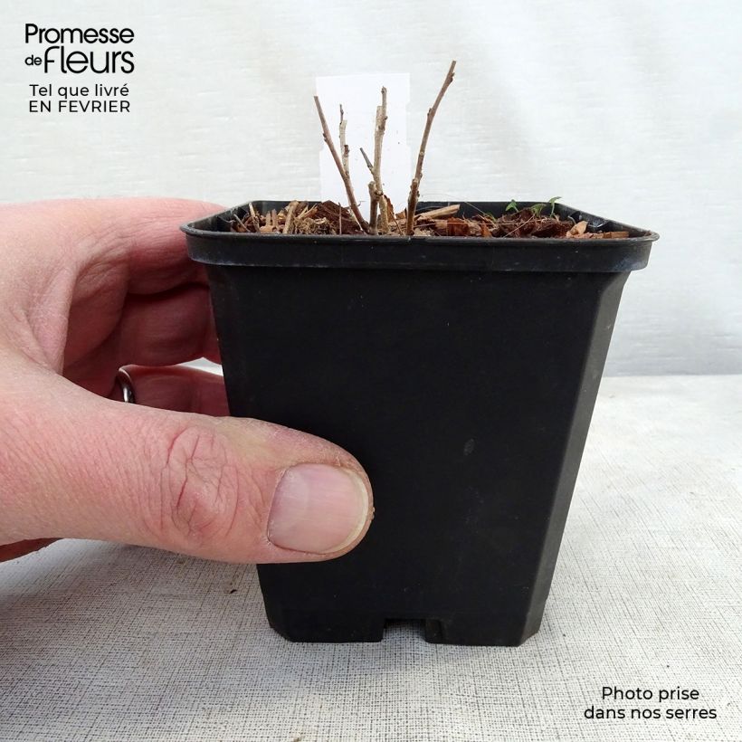 Example of Amorpha canescens - Faux indigo. Kweekpotje van 8/9 cm as you get in hiver