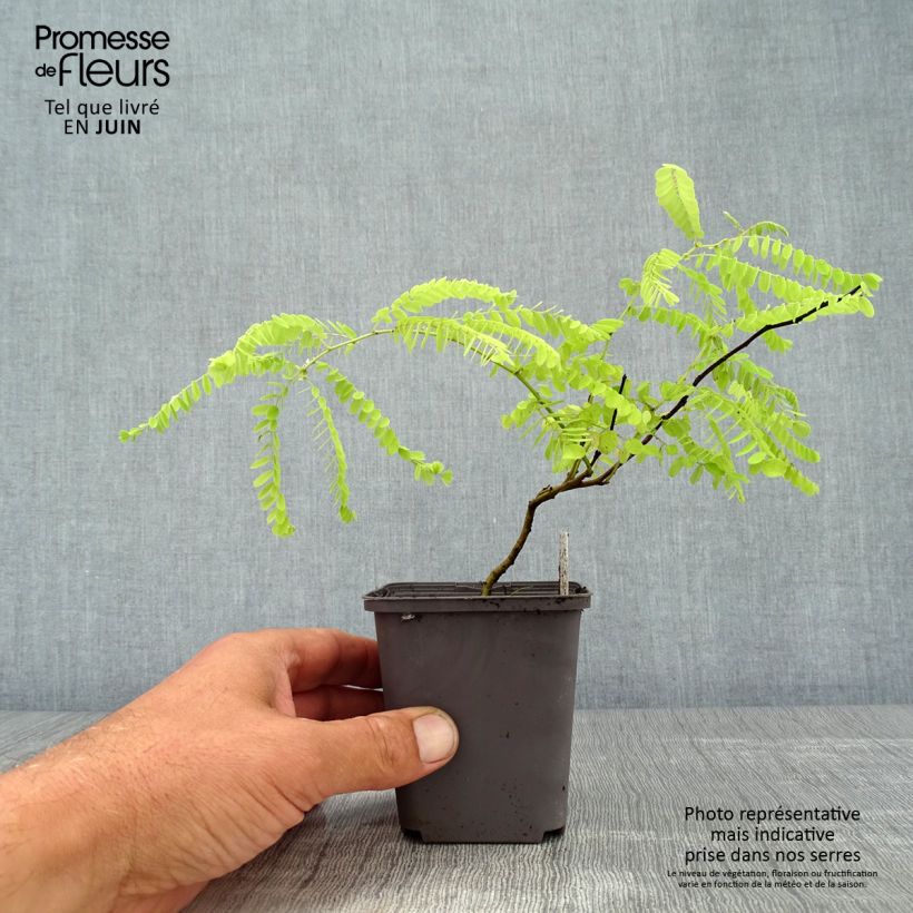 Exemplaar van Amorpha canescens - Loodkruidstruik Kweekpotje van 8/9 cm zoals geleverd in de zomer