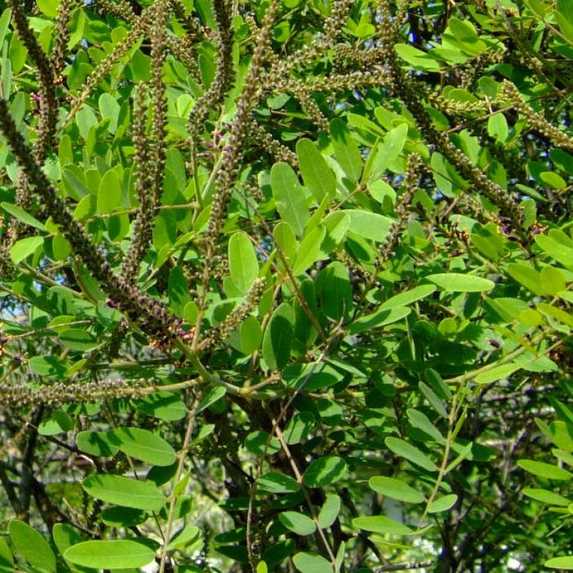 Amorpha ouachitensis - Loodkruidstruik (Blad)
