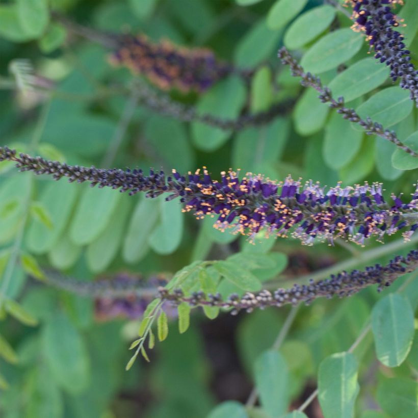Amorpha ouachitensis - Loodkruidstruik (Bloei)