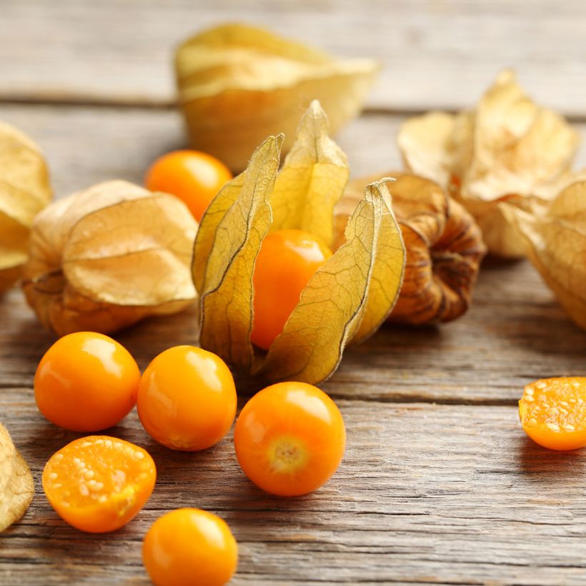 Physalis franchetii - Lampionplant (Harvest)