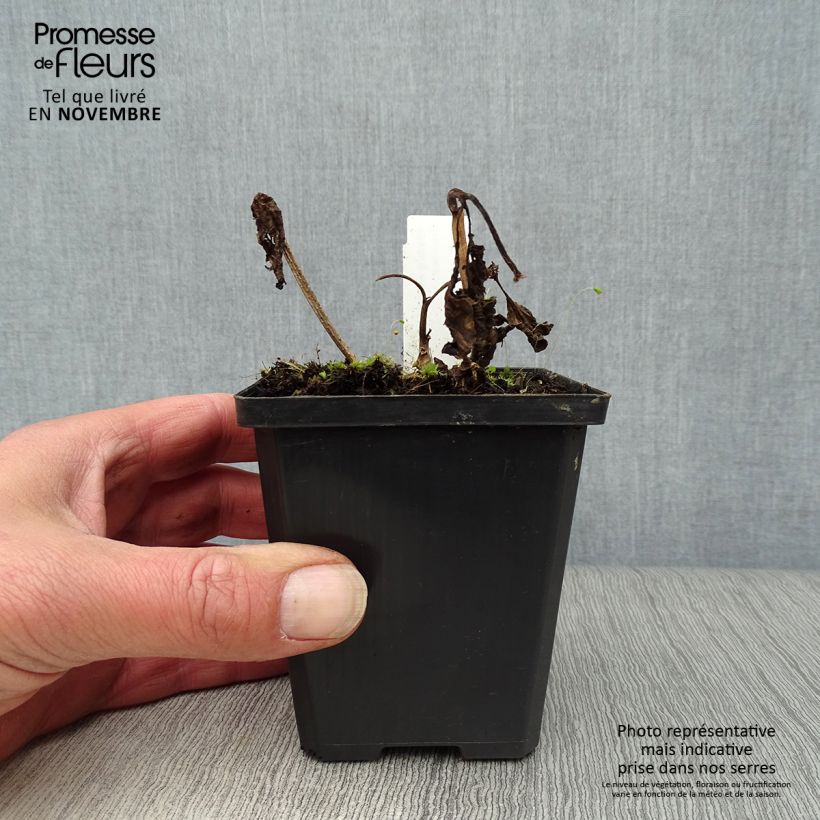 Exemplaar van Physalis franchetii - Lampionplant Kweekpotje van 8/9 cm zoals geleverd in de herfst