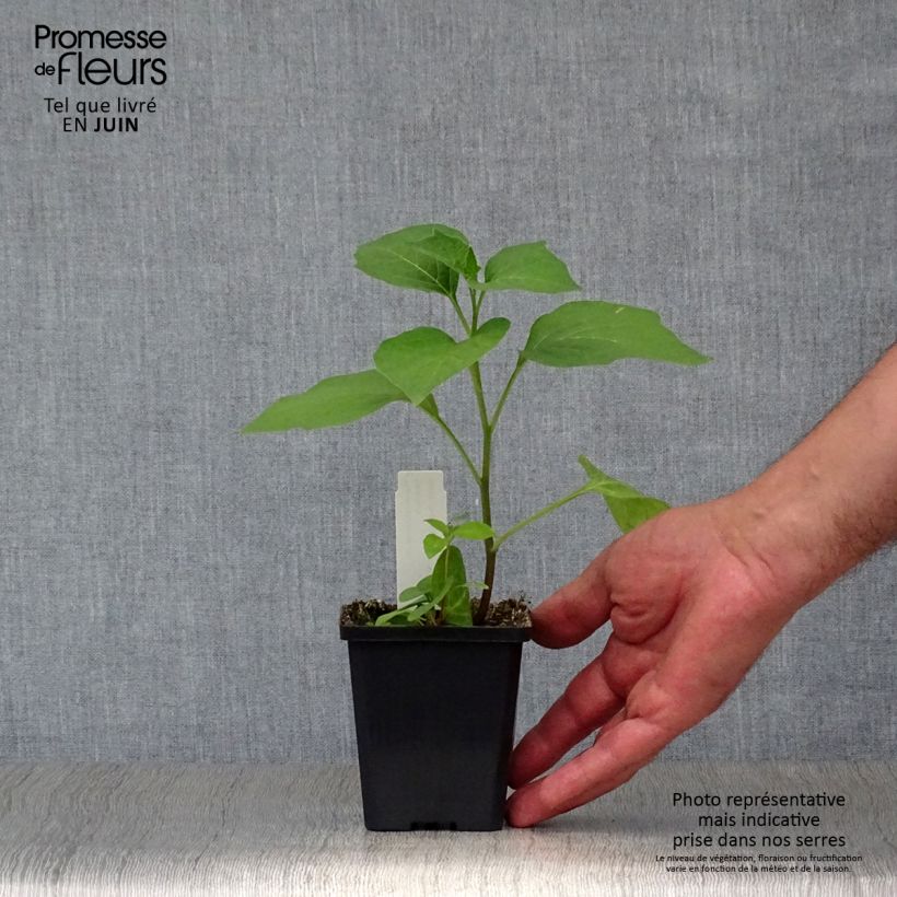 Exemplaar van Physalis franchetii - Lampionplant Kweekpotje van 8/9 cm zoals geleverd in de zomer