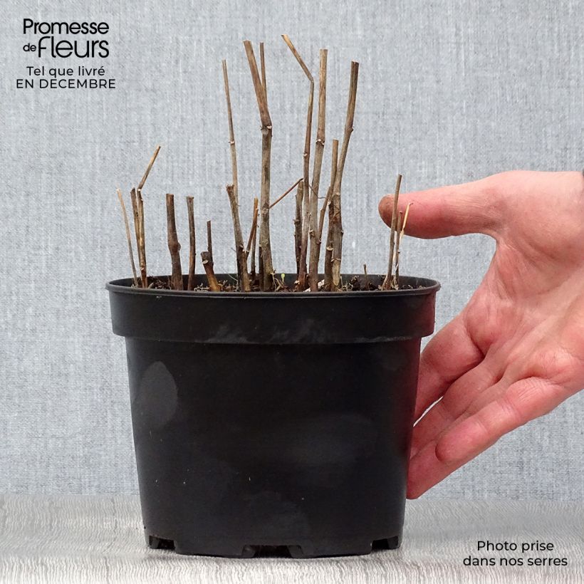 Example of Physalis franchetii - Lampionplant Pot van 2 l/3 l as you get in hiver