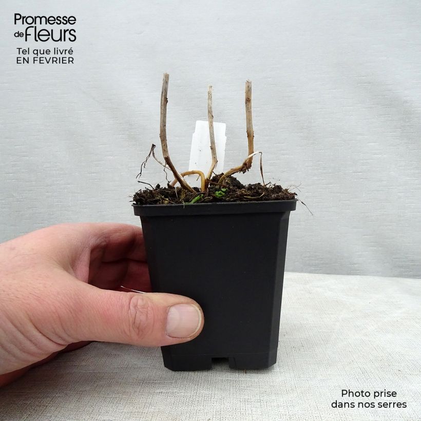 Example of Physalis franchetii - Lampionplant Kweekpotje van 8/9 cm as you get in hiver