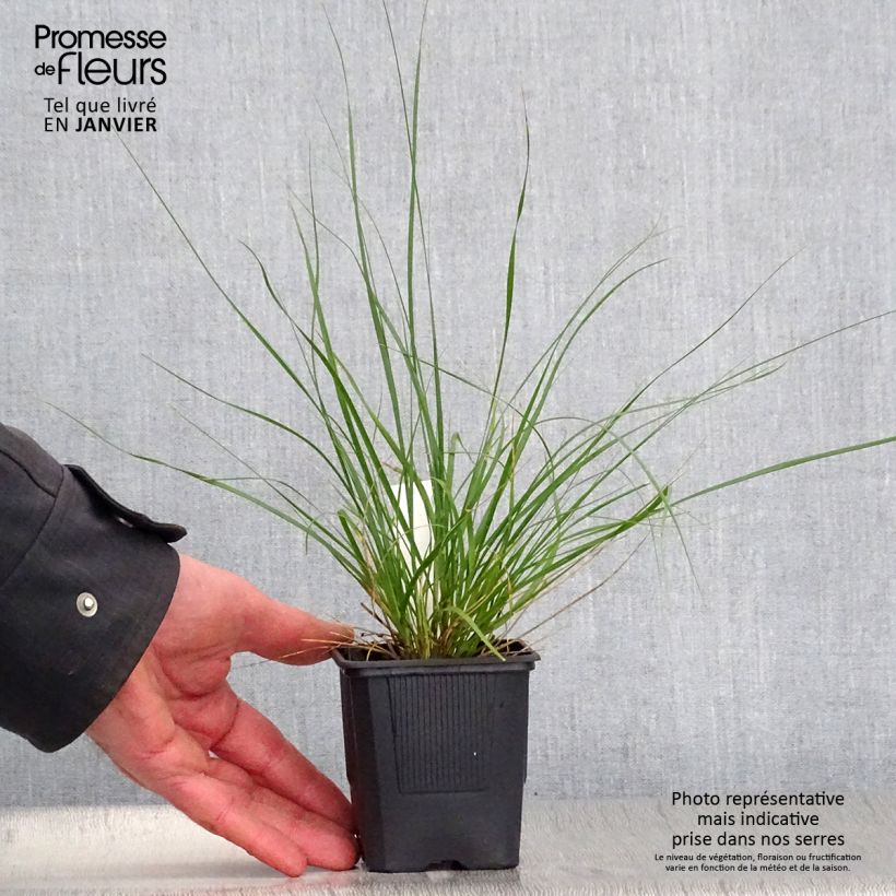 Example of Ampelodesmos mauritanicus Kweekpotje van 8/9 cm as you get in hiver